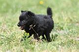 SCHIPPERKE 604